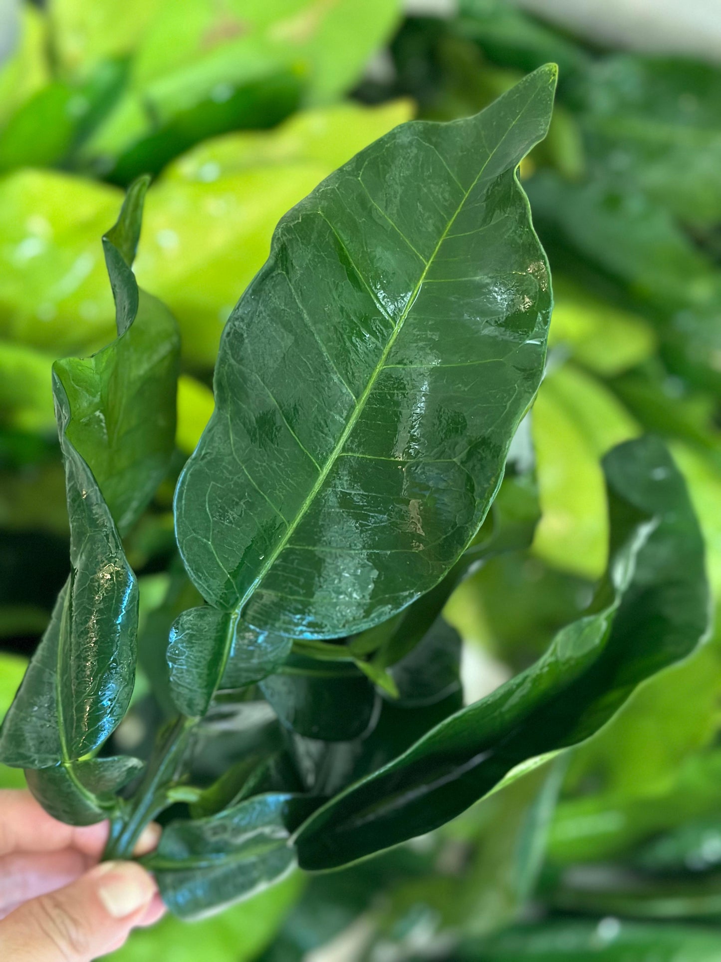 【01 Smudge Spray】香港製造秘魯聖木+碌柚葉天然淨化純露噴霧|無酒精